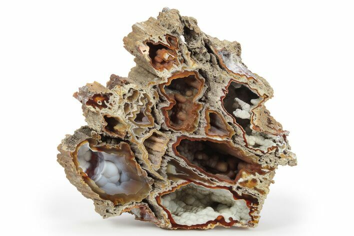 5 9 Agatized Fossil Coral Geode Florida 250941 For Sale